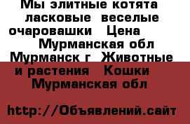 Мы элитные котята, ласковые, веселые очаровашки › Цена ­ 10 000 - Мурманская обл., Мурманск г. Животные и растения » Кошки   . Мурманская обл.